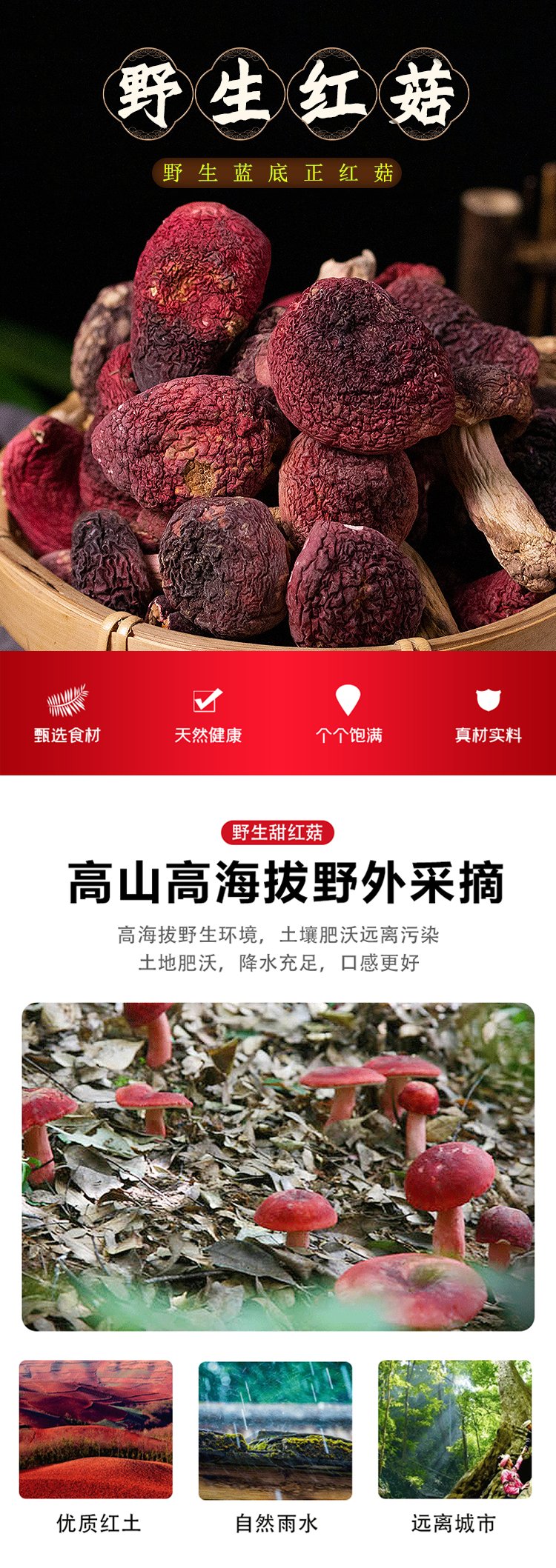 2022年纯野生红菇新货上市 正宗红蘑菇干货 肉厚无沙 颗颗精选_42eead3c.jpg