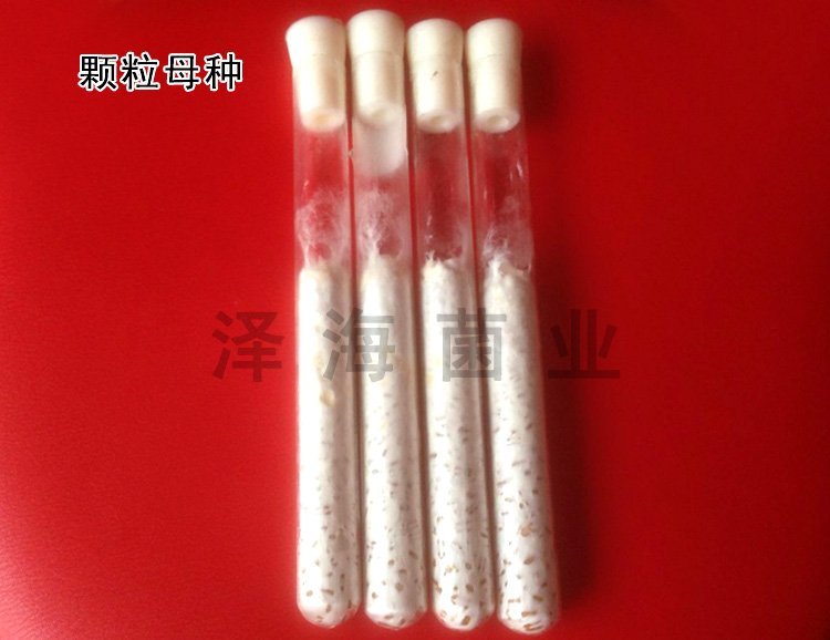 优质白灵菇 食用菌母种原种 栽培种出菇菌包 一级种二级种三级种_36ac1539.jpg