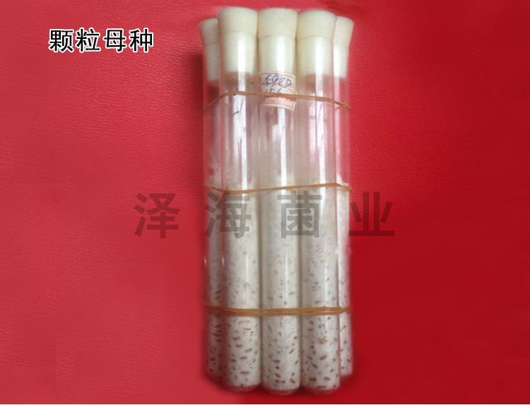 优质白灵菇菌种 颗粒母种 一级种斜面种 泽海菌业_130e49fa.jpg