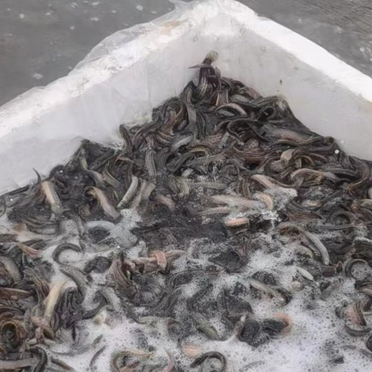 出售基地人工养殖泥鳅 淡水鱼苗 生长迅速 耐低温低氧 易成活_df027606.jpg