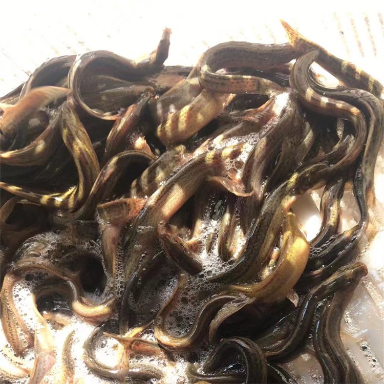 出售基地人工养殖泥鳅 淡水鱼苗 生长迅速 耐低温低氧 易成活_b0c75225.jpg