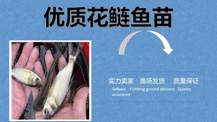 牟记渔场养殖花鲢鱼苗批发 鲢鱼 淡水养殖 高产量 低发病率_2f85c837.jpg
