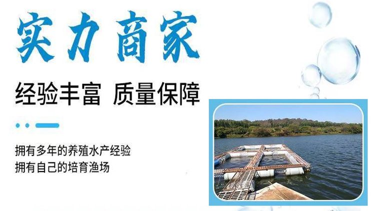 牟记渔场养殖花鲢鱼苗批发 鲢鱼 淡水养殖 高产量 低发病率_2c55c331.jpg