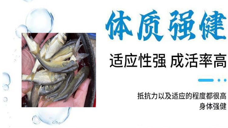 牟记渔场养殖花鲢鱼苗批发 鲢鱼 淡水养殖 高产量 低发病率_54ccf225.jpg