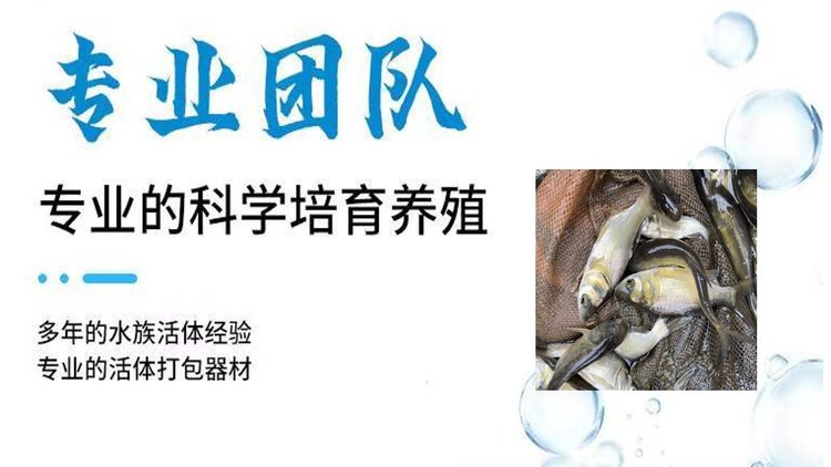 牟记渔场养殖花鲢鱼苗批发 鲢鱼 淡水养殖 高产量 低发病率_0cf2f2f8.jpg
