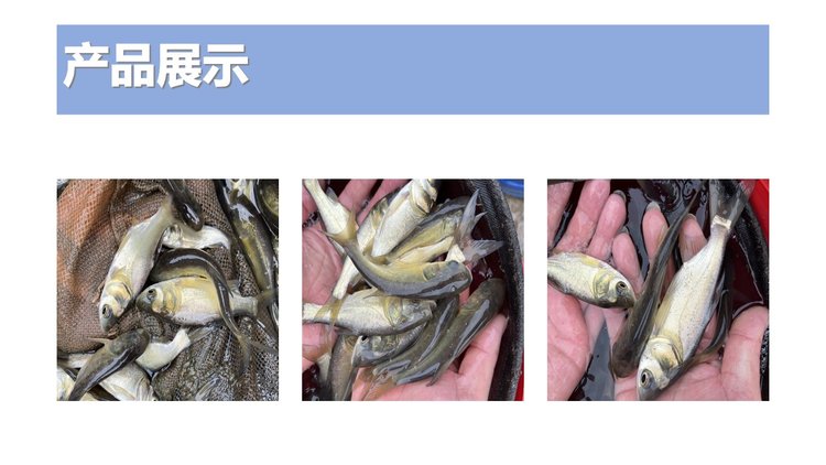 牟记渔场养殖花鲢鱼苗批发 鲢鱼 淡水养殖 高产量 低发病率_224e12b1.jpg